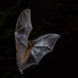 bat